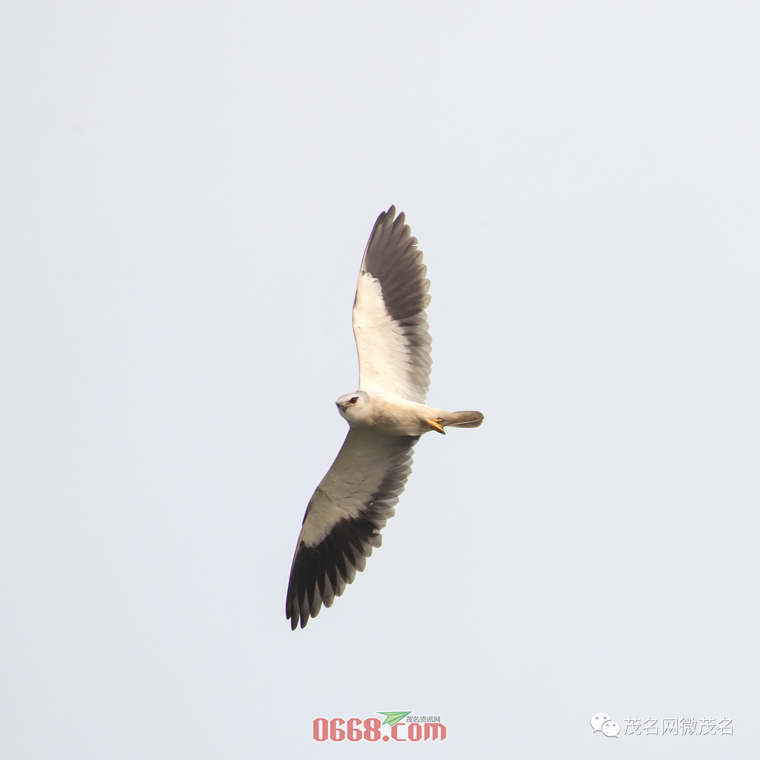 微信图片_20200414173140.png
