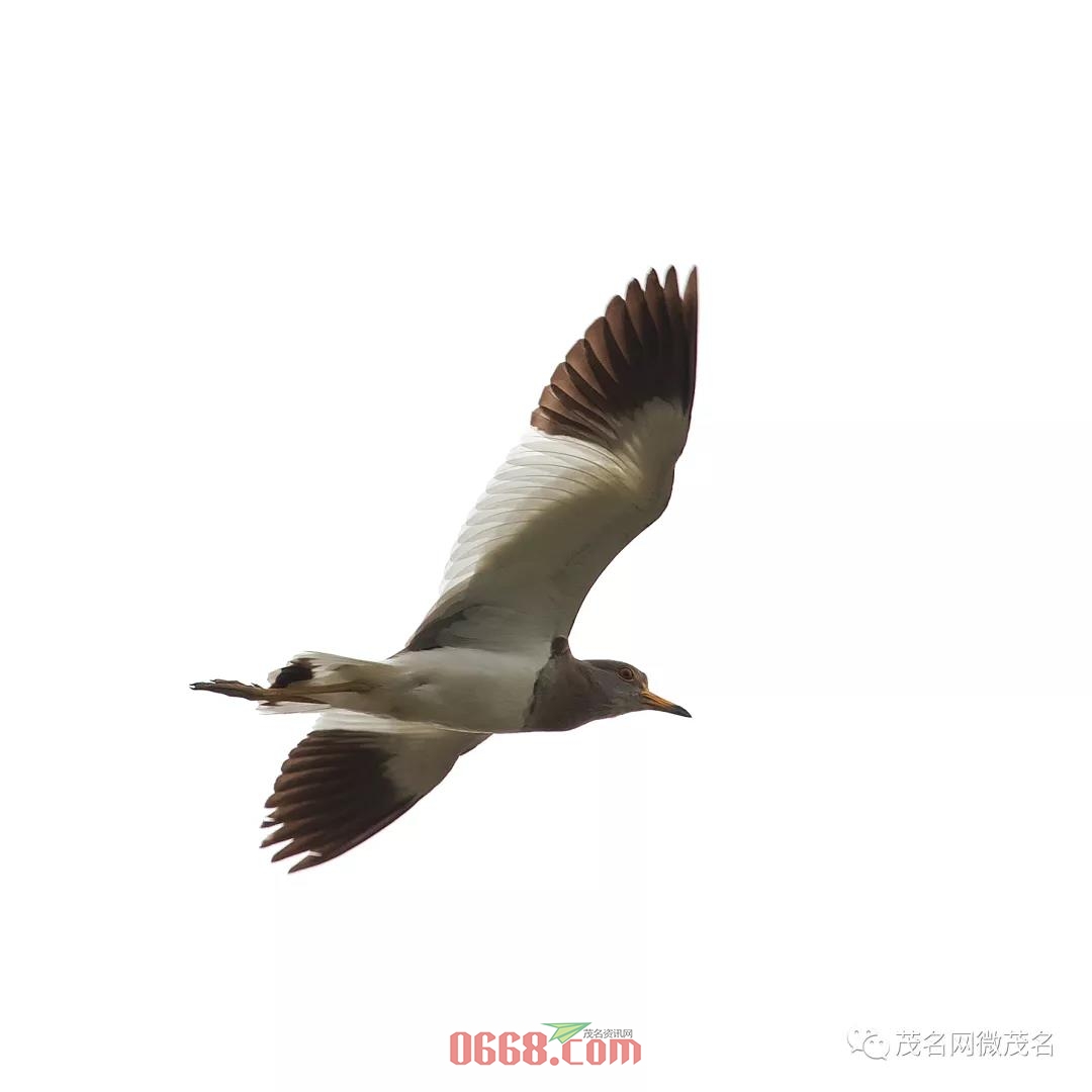 微信图片_20200414173136.jpg