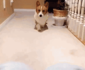 4.gif